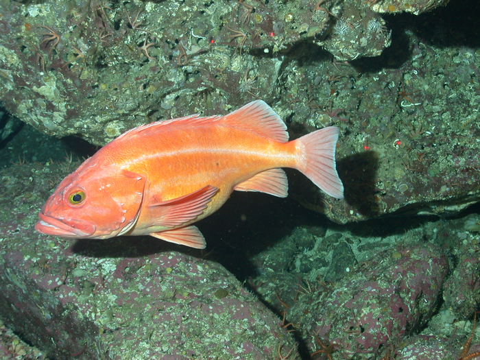 Deepsea rockfish that lives up to 200 years sheds light on genes